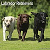 Labrador - Mixed Colour Calendar